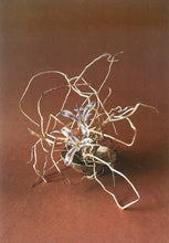 Load image into Gallery viewer, Pear_ed Evidence Prints