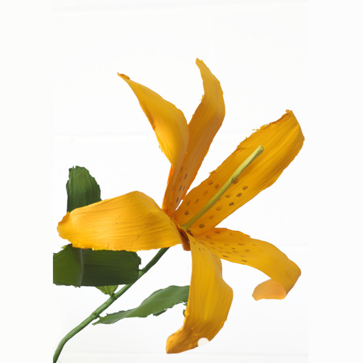 Yellow Tiger Lily (2022) A4 Arts Foundation / proto