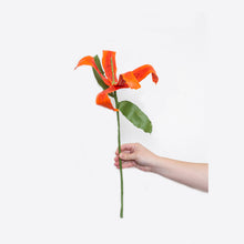 Load image into Gallery viewer, Orange Tiger Lily (2022)