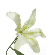Load image into Gallery viewer, White Madonna Lily (2022)