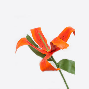 Orange Tiger Lily (2022)