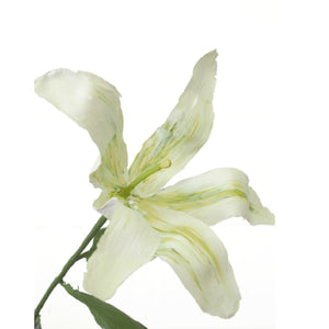 White Madonna Lily (2022)